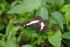 Metamorpha elissa