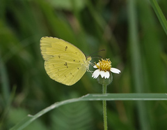 Eurema hecabe hecabe