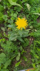 Sonchus arvensis