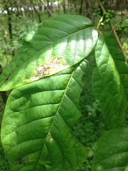 Frangula caroliniana