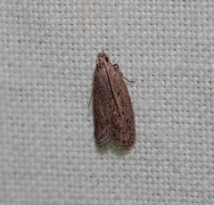 Syncometes vilis