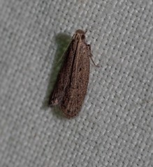 Syncometes vilis