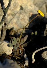 Crassothonna capensis