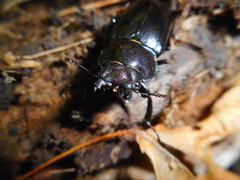 Prismognathus dauricus