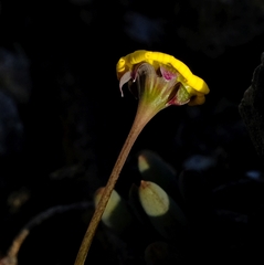 Crassothonna capensis