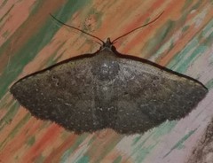 Cerynea punctilinealis