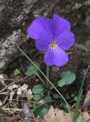 Viola pseudogracilis