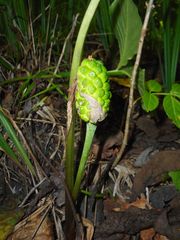 Arisaema amurense