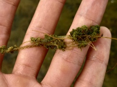 Nitella hyalina