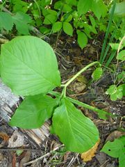 Arisaema amurense