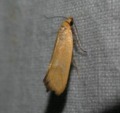 Telocharacta hemicroca