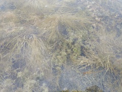 Nitella hyalina