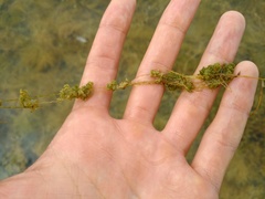 Nitella hyalina