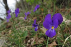 Viola pseudogracilis
