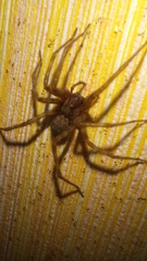 Agelenidae