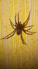 Agelenidae