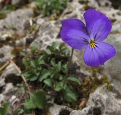 Viola pseudogracilis