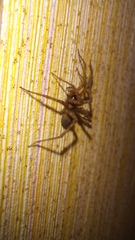 Agelenidae