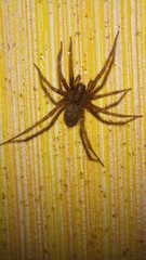 Agelenidae