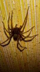 Agelenidae