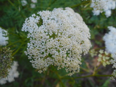 Seseli seseloides