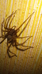 Agelenidae