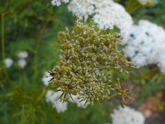 Seseli seseloides
