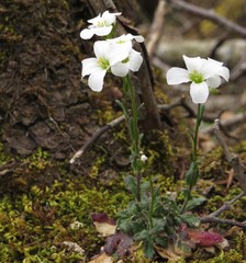 Arabis collina