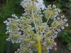 Seseli seseloides