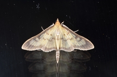 Paratalanta cultralis