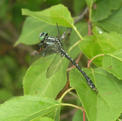 Nihonogomphus ruptus