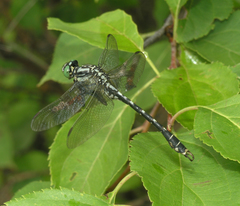 Nihonogomphus ruptus