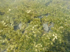 Nitella hyalina