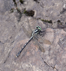 Nihonogomphus ruptus