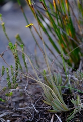 Crassothonna capensis