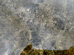 Najas marina marina