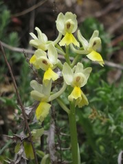 Orchis pauciflora
