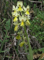 Orchis pauciflora