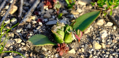 Calcareous Viooltjie (Lachenalia calcicola)