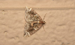 Eulithis xylina