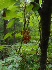 Schisandra chinensis