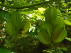 Dioscorea nipponica