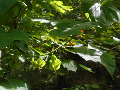 Dioscorea nipponica