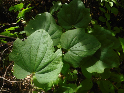 Image of Dioscorea nipponica by (c) Eugene Popov, some rights reserved (CC BY)