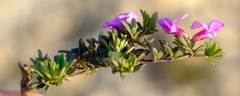 Indigofera sp11