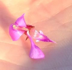 Indigofera sp11