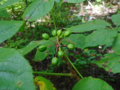 Eleutherococcus senticosus