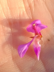 Indigofera sp11