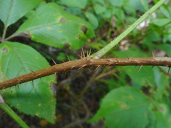 Eleutherococcus senticosus