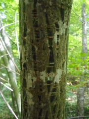 Acer tegmentosum